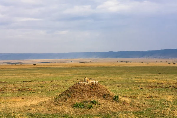 La familia de los guepardos está mirando. Hills of Serengeti, África — Foto de Stock