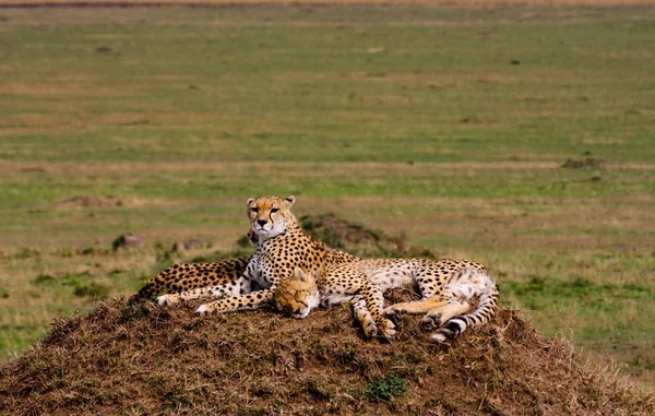 Familjen av geparder är att titta på. Masai Mara i Kenya — Stockfoto