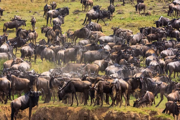 Mara Nehri kıyısında otobur sürüleri. Kenya, Afrika