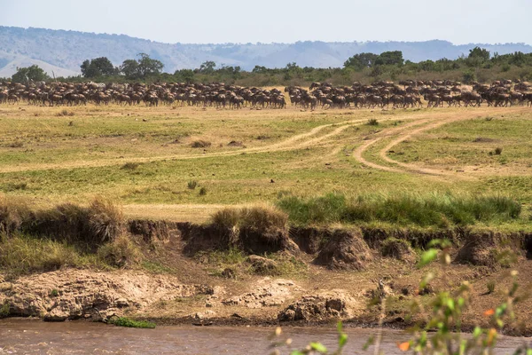 Μεγάλη μετανάστευση. Αγέλες στις όχθες του ποταμού Μάρα. Κένυα, Αφρική — Φωτογραφία Αρχείου