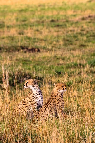 Observationspunkt i Masai Mara. Kenya, Afrika — Gratis stockfoto