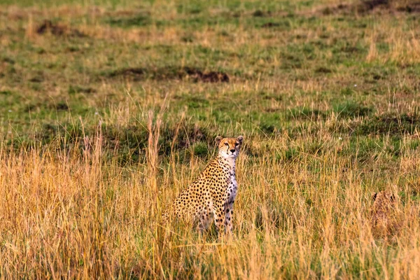 Cheetah gözlem noktası. Kenya, Afrika — Stok fotoğraf