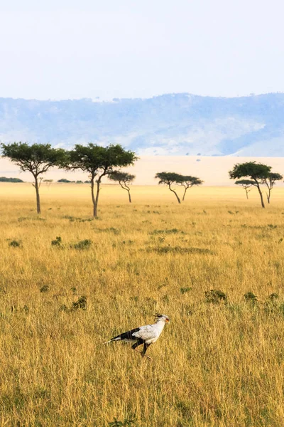 Secretário pássaro na relva. Quénia, África — Fotografia de Stock
