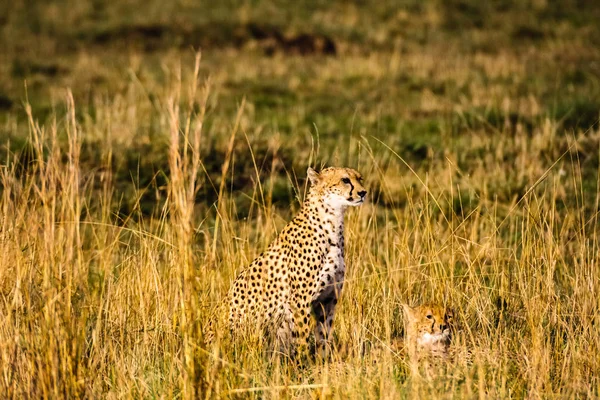 Гепард смотрит саванну. Кения, Африка — стоковое фото