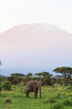 Kilimanjaro Dağı Kenya'nın görünümü. Eastest Afrika
