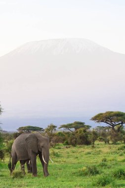 Kilimanjaro Dağı Kenya'nın görünümü. Afrika