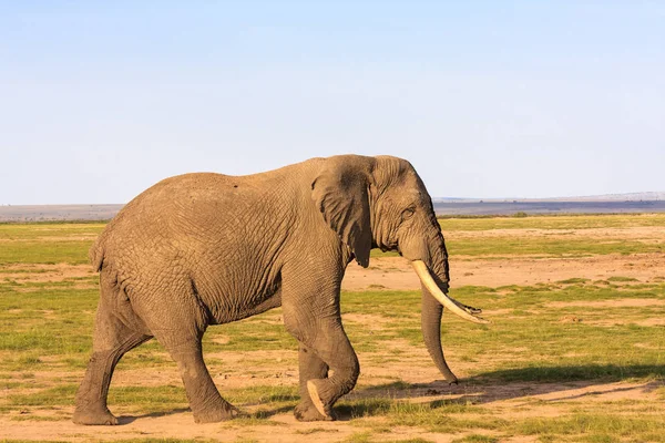 Un elefante muy grande en la sabana. Amboseli, Kenia — Foto de Stock