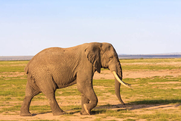 Very big elephant in the savanna. Amboseli, Kenya