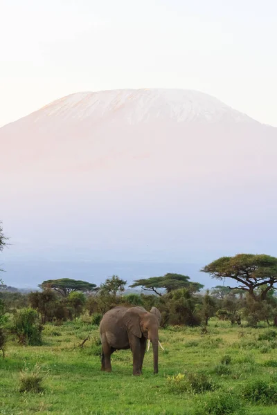 Vista de la montaña Kilimanjaro desde Kenia. África oriental —  Fotos de Stock