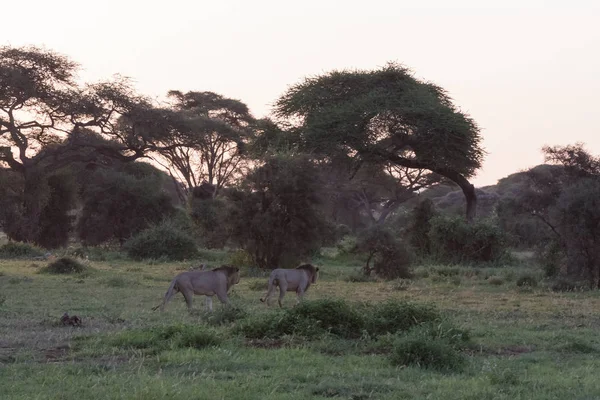 İki aslan ve iki kardeş avlanmak. Amboseli, Kenya — Stok fotoğraf