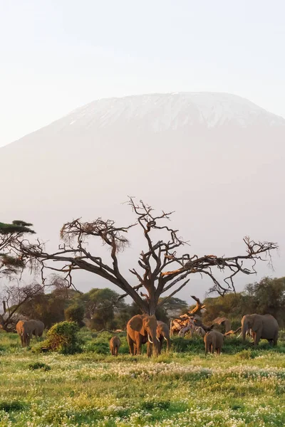 Kilimanjaro Dağı'nın görünümü. Amboseli filler. Afrika — Stok fotoğraf