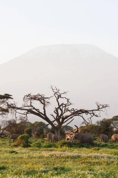 Elefantes cerca del kilimanjaro de montaña. Kenia, África — Foto de Stock