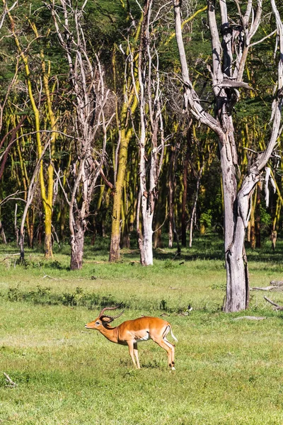 Impala ağaçlar yakınındaki. Kenya, Eastest Afrika — Stok fotoğraf