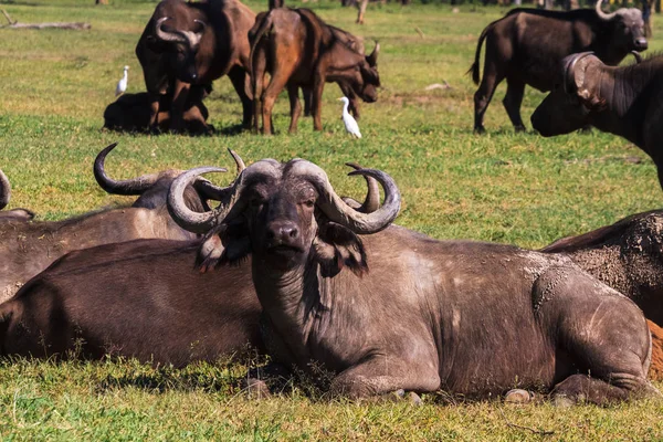 Küçük dinlenme, bufalo sürüsü. Kenya. Afrika — Stok fotoğraf