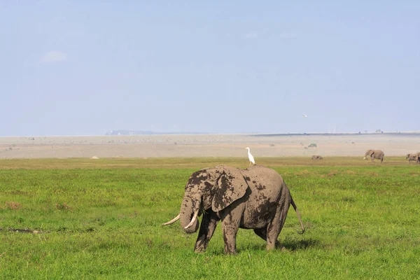 Amboseli es un país de elefantes. Elefante y garza en la sabana. Kenia, África — Foto de Stock