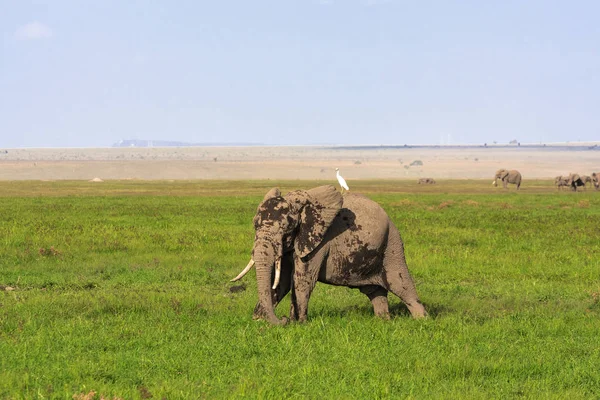 Amboseli são elefantes país. Elefante e garça. Quénia, África — Fotografia de Stock
