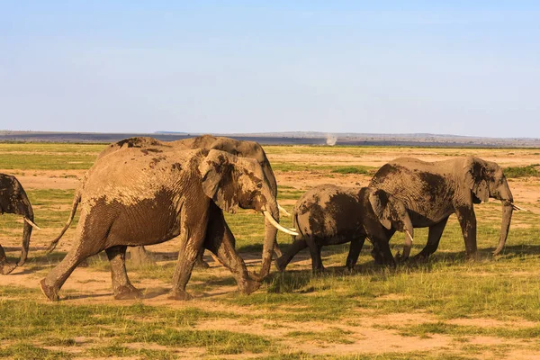 Stádo slonů jde do dálky. Keňa, Afrika — Stock fotografie
