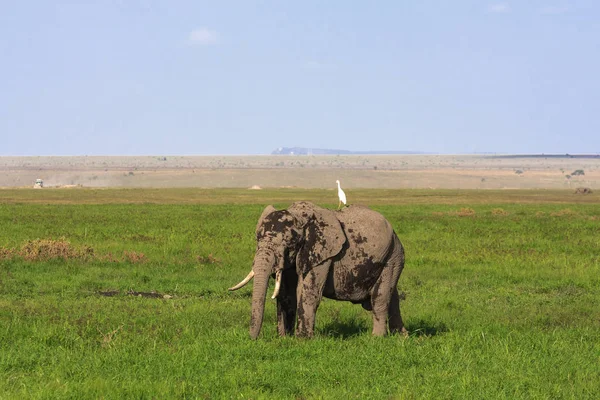 Amboseli es un país de elefantes. Kenia, África — Foto de Stock