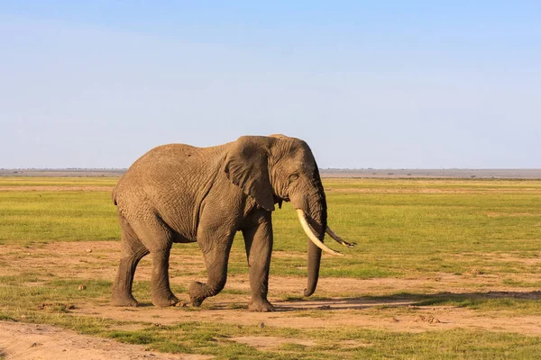 Savana büyük fil. Amboseli, Kenya. — Stok fotoğraf