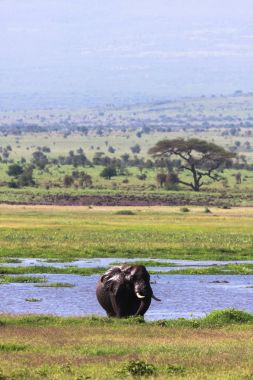 Amboseli manzara. Kenya, Afrika
