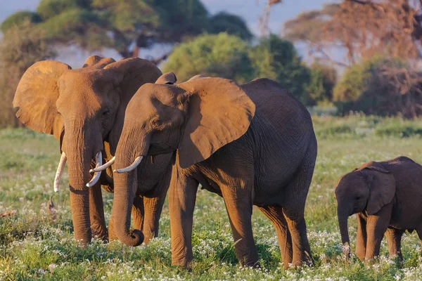 La familia de los elefantes se acerca. Kenia, África — Foto de Stock