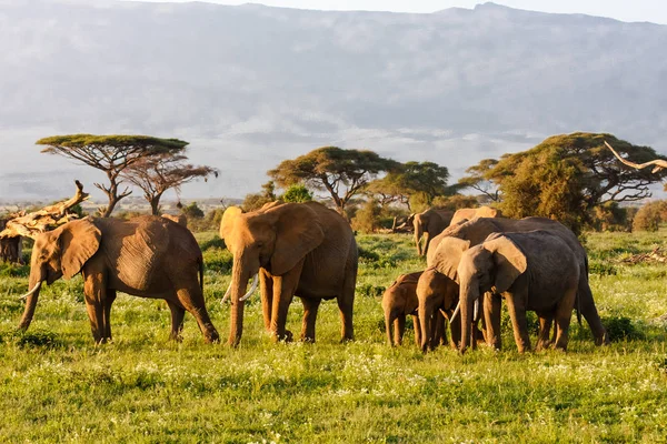 Malé stádo slonů. Amboseli, Keňa — Stock fotografie