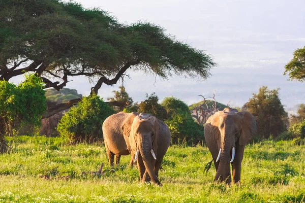 Filler Amboseli ailesinde. Kenya, Afrika — Stok fotoğraf