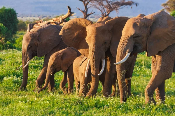 Grupo de elefantes na savana de Amboseli. Quénia, África — Fotografia de Stock