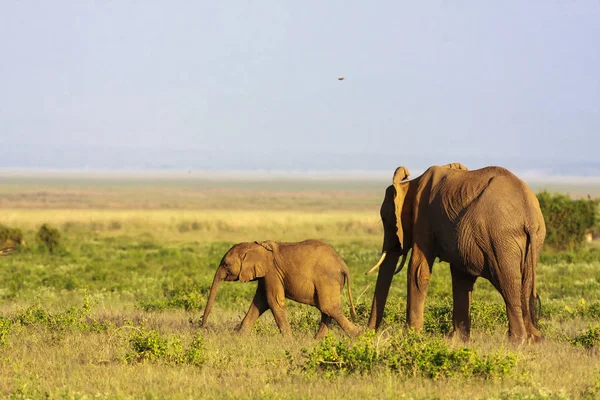 Elefante con bebé. Sabana de Amboseli, Kenia — Foto de Stock