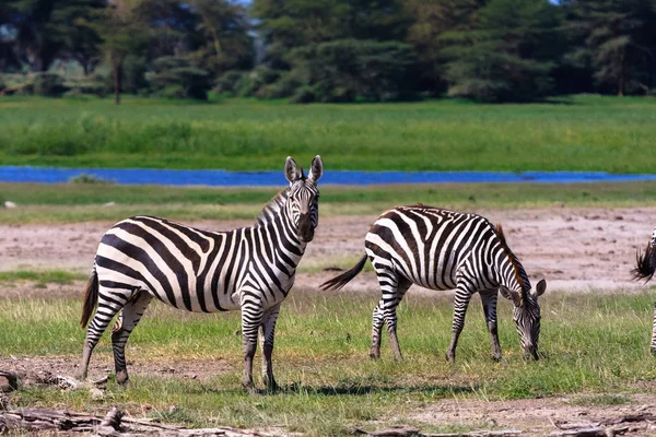 Zwei Zebras am Ufer des Teiches. kenia, afrika — Stockfoto