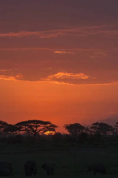 Σαβάνα νυχτερινή ζωή. Αμποσέλι, Κένυα — Φωτογραφία Αρχείου