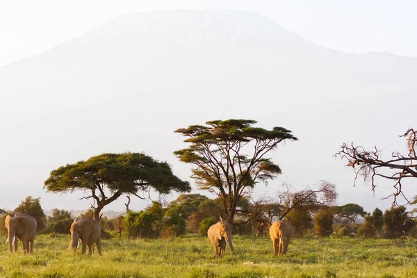 Paysage avec des animaux. Montagne et éléphant, Kenya — Photo