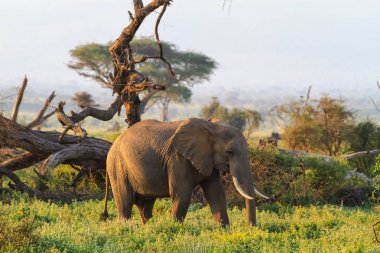 Amboseli savana. Kenya, Kilimanjaro Dağı'nın filler.