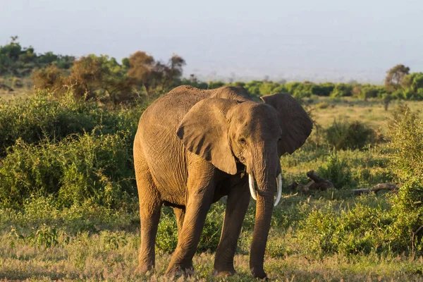 Un elefante enorme. Savanna. Parque Nacional Amboseli. Kenia, montaña Kilimanjaro . —  Fotos de Stock