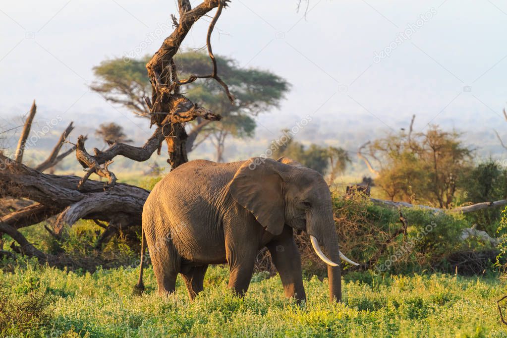 Savanna of Amboseli. Elephants of Kenya, Kilimanjaro mountain.