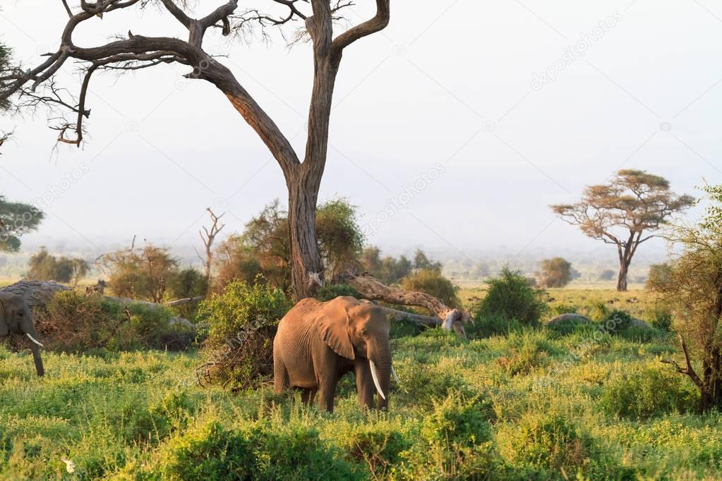 Elephants from savanna of Amboseli. Kenya, Kilimanjaro mountain.
