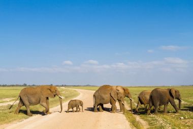 Bebek filler bir grup yolu haçlar. Amboseli, Kenya
