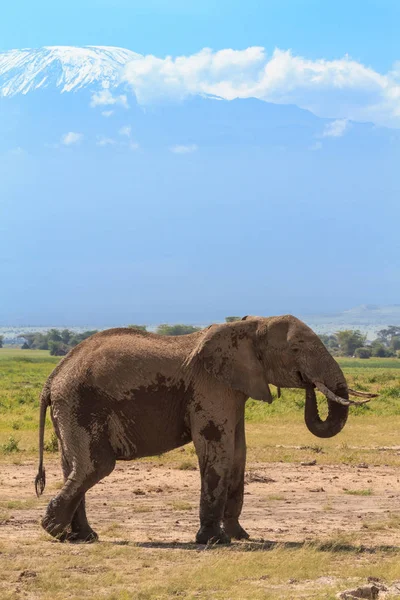 킬리만자로 산 근처 외로운 코끼리입니다. 케냐, 아프리카 — 스톡 사진