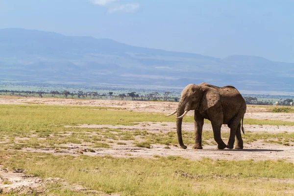 Savana yalnız fil. Kenya — Stok fotoğraf