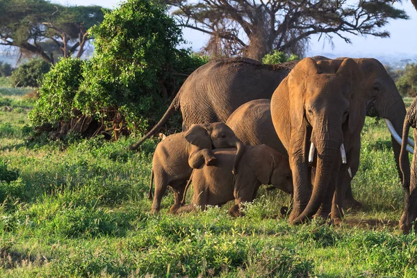 Los elefantes bebés juegan. Amboseli, Kenia —  Fotos de Stock