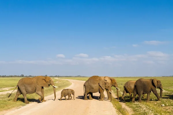 Bebek filler bir grup yolu haçlar. Amboseli, Kenya