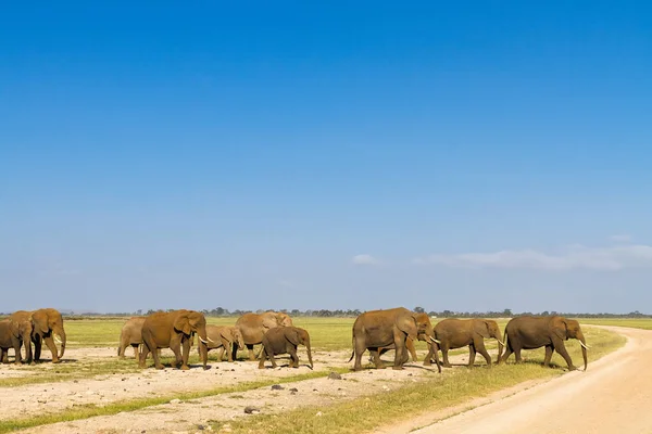 Una familia de elefantes cruza la calle. Amboseli, Kenia — Foto de Stock