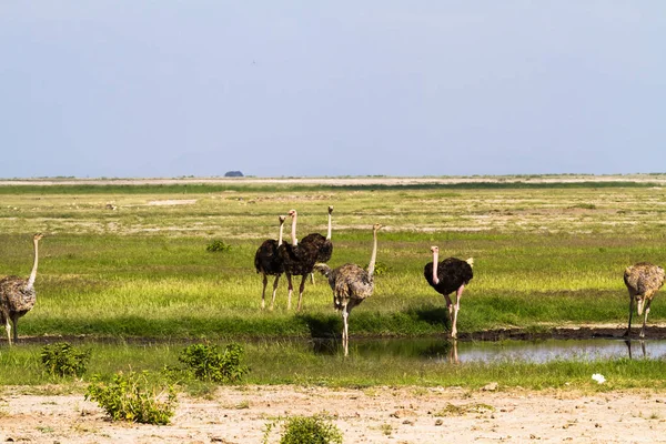 非洲鸵鸟靠近水的地方。安博塞利，肯尼亚 — 图库照片