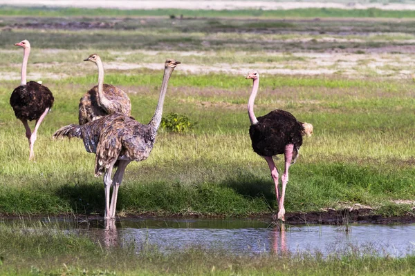 Grupo de avestruzes em um lugar de rega. Amboseli, Quénia — Fotografia de Stock