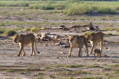 Aslanlar büyük gurur Amboseli Savannah. Kenya