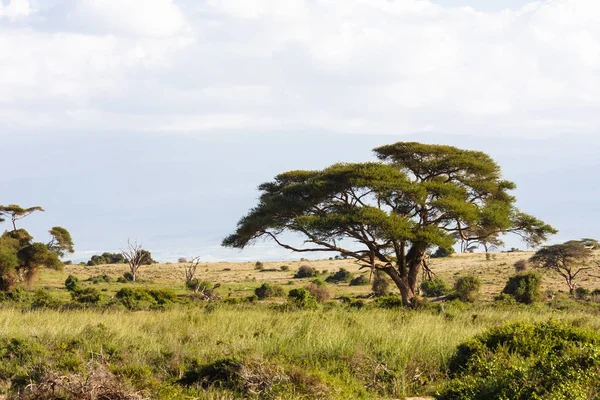 Hills of Amboseli. Landscapes of Eastest Africa. — Stock Photo, Image