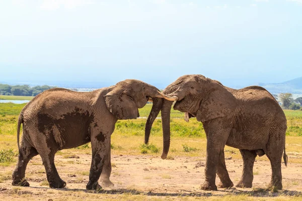Toplantı eski filler. Amboseli, Kenya — Stok fotoğraf