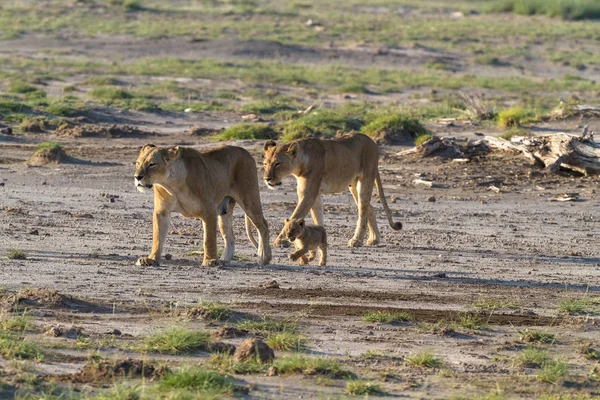 A large family of cats in the savannah Amboseli. Kenya