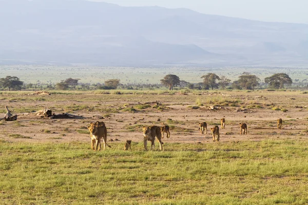 Peisaj cu mândrie de lei. Amboseli, Kenya — Fotografie, imagine de stoc