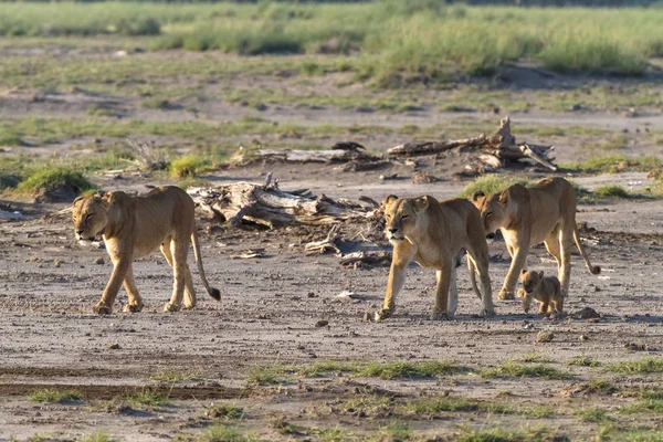 Um grande orgulho de leões na savana Amboseli. Quénia — Fotografia de Stock